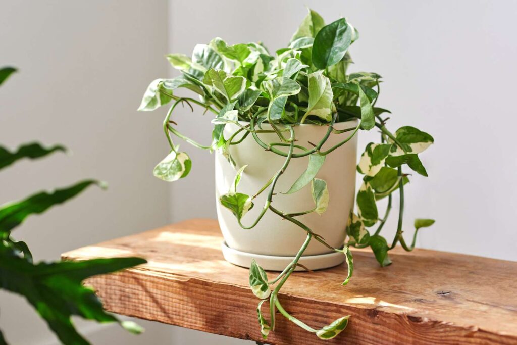 Glacier Pothos
