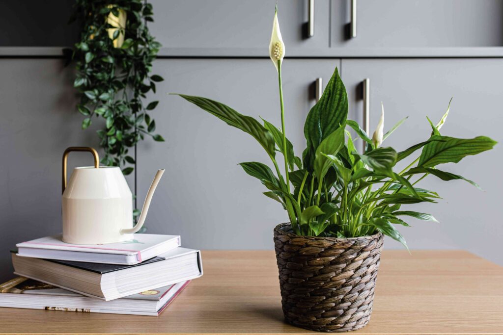 Peace lily
