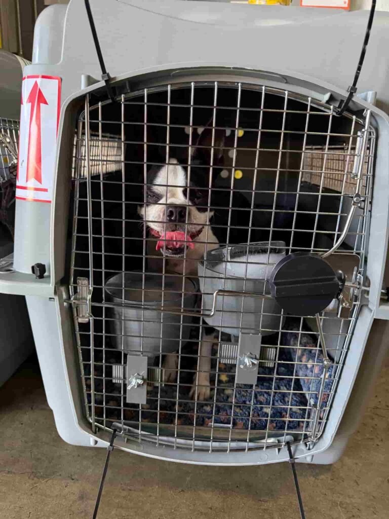 Dog in an airline-approved, hard-sided travel crate with metal door and attached food/water cups; “this side up” sticker visible.