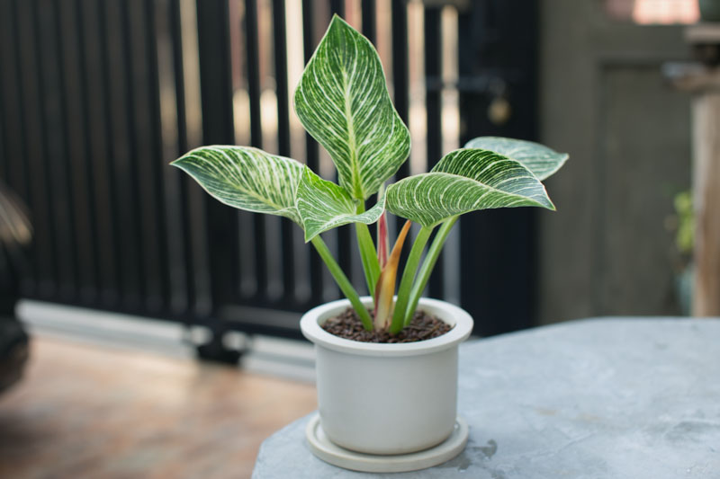 Philodendron Birkin