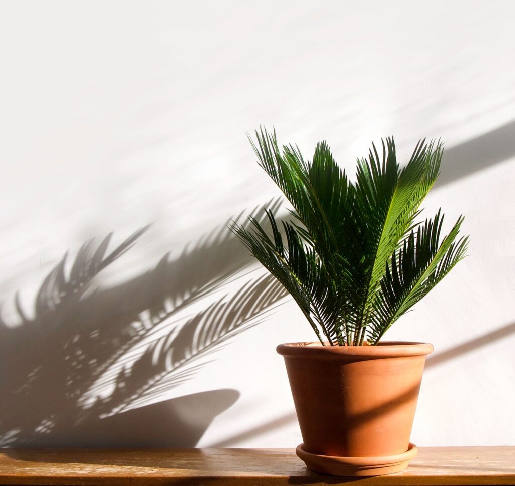 Sago Palm