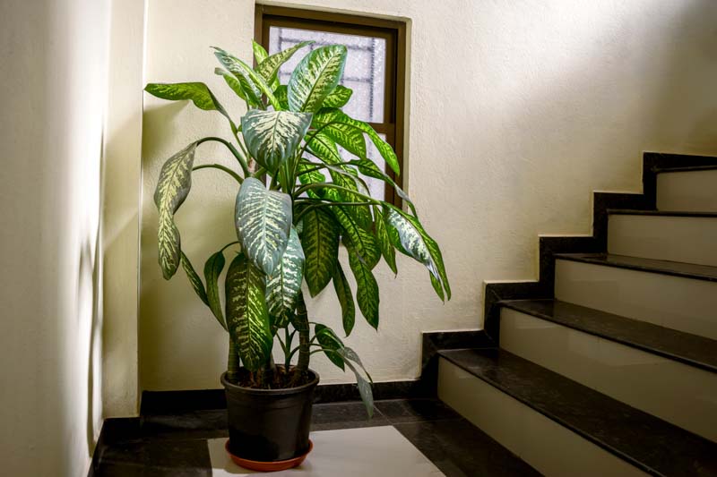 Dieffenbachia