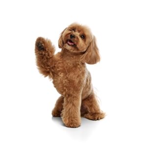 Cute poodle-mix dog with tongue out, paw lifted in a wave, studio shot.