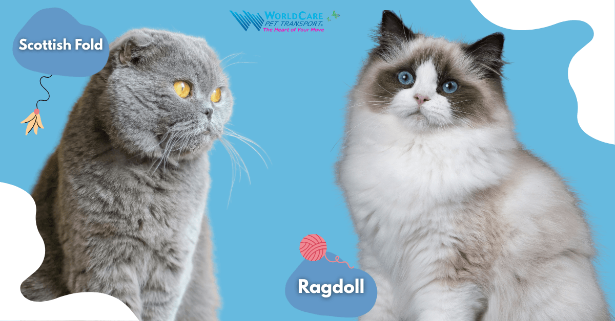 Scottish Fold cat with golden eyes and Ragdoll cat with blue eyes side-by-side on a blue background, WorldCare Pet Transport branding.