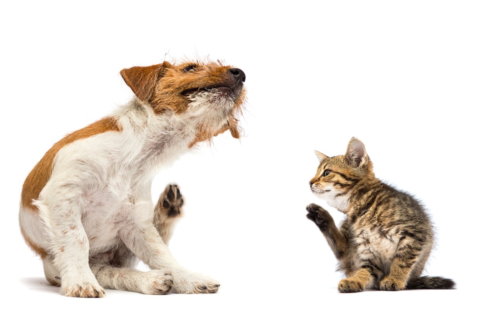 Dog and cat scratching paw from allergies and fleas on a white background