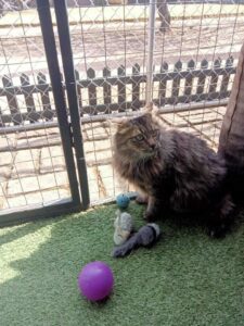 Domestic shorthair cat Momo in a pet-friendly boarding facility before flight to Japan.