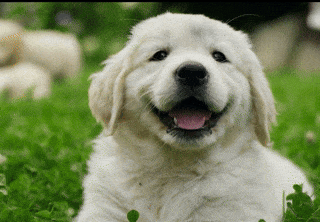 Smiling puppy relaxing on a green lawn (looping GIF).