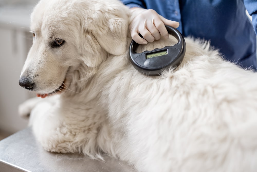 Veterinarian scanning a large white dog with a microchip reader to verify pet identification.