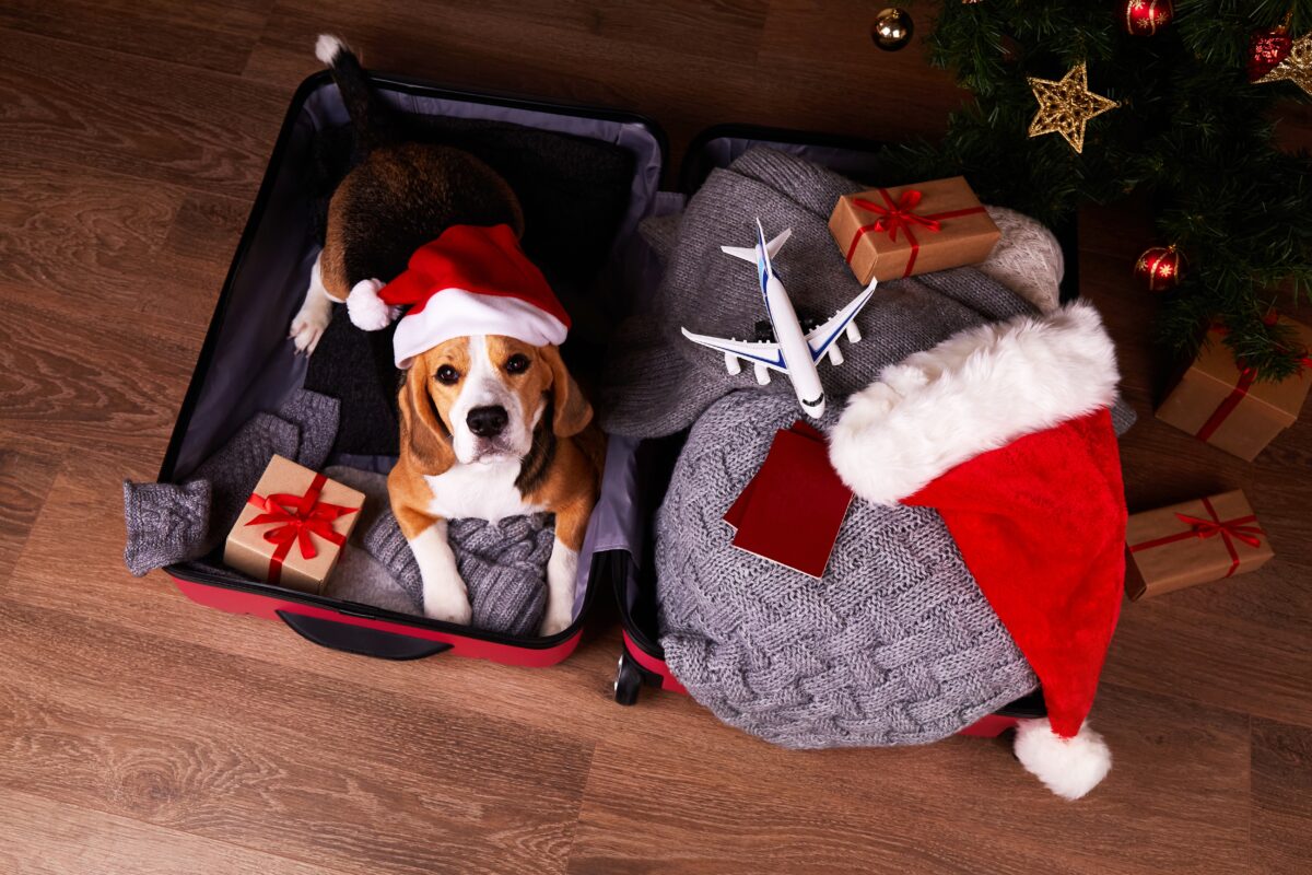 Pet Holiday Travel