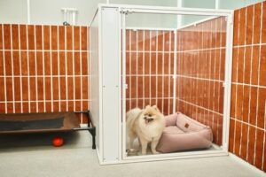 cute pomeranian spitz looking out kennel with soft dog bed in pet boarding facility, cozy accommodation