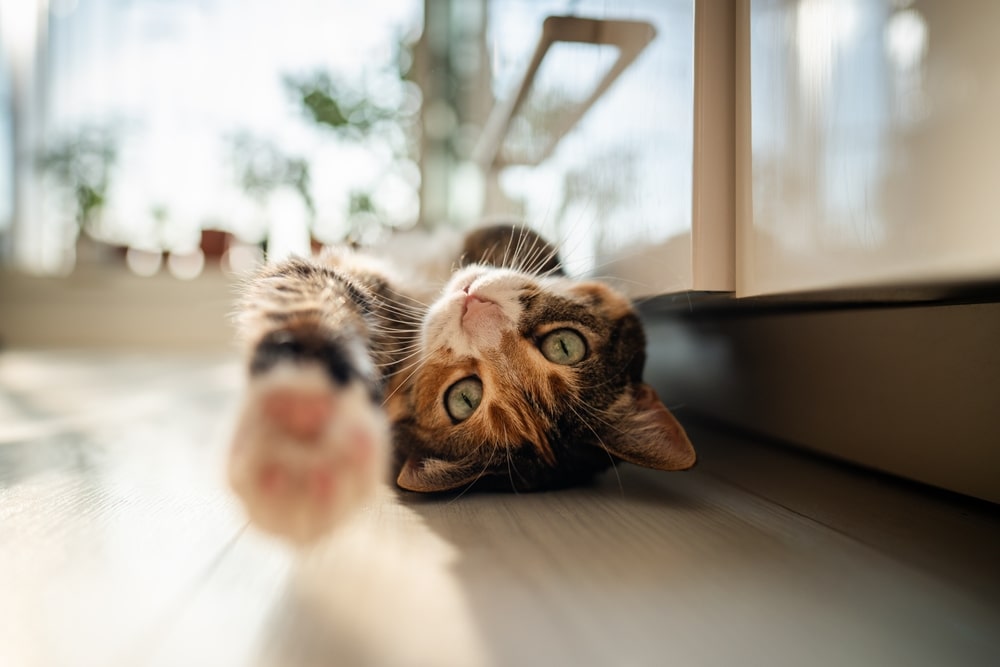 Relaxed domestic shorthair cat settling into a new home, stretched out on a sunny floor.