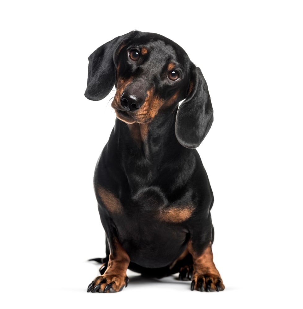 Dachshund, sausage dog, 1 year old, sitting in front of white background.