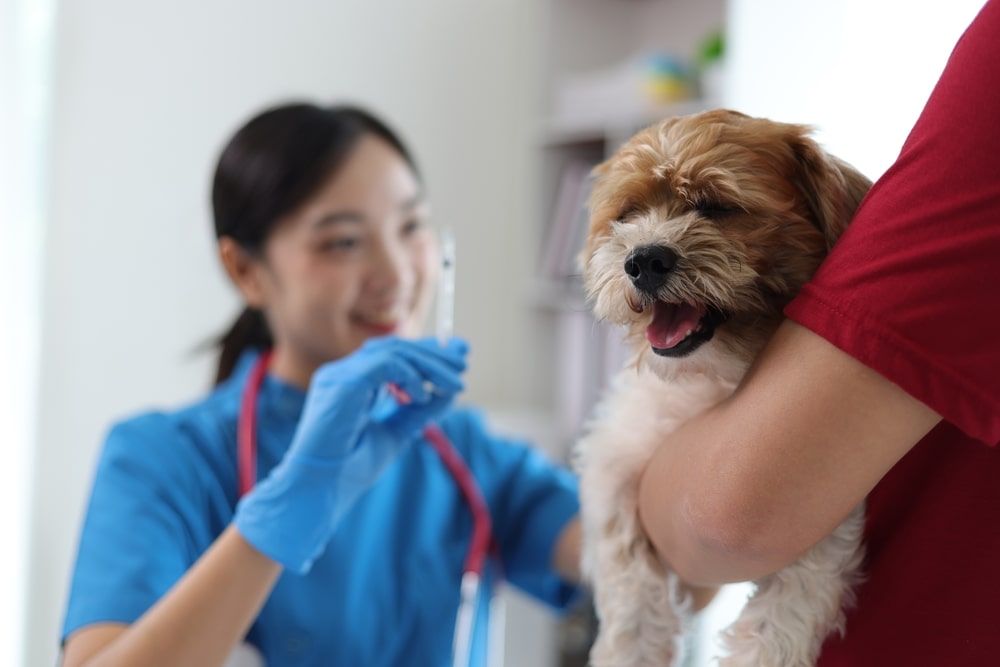 Veterinarian is vaccinating a small dog against rabies in the veterinarian's office.