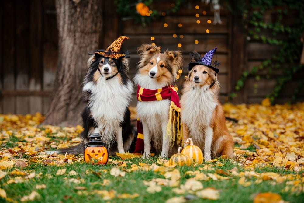 Three Shetland Sheepdogs dressed in festive Halloween costumes—two wearing witch hats and one wearing a red and gold scarf—sit outdoors on autumn leaves beside pumpkins and a small jack-o’-lantern.