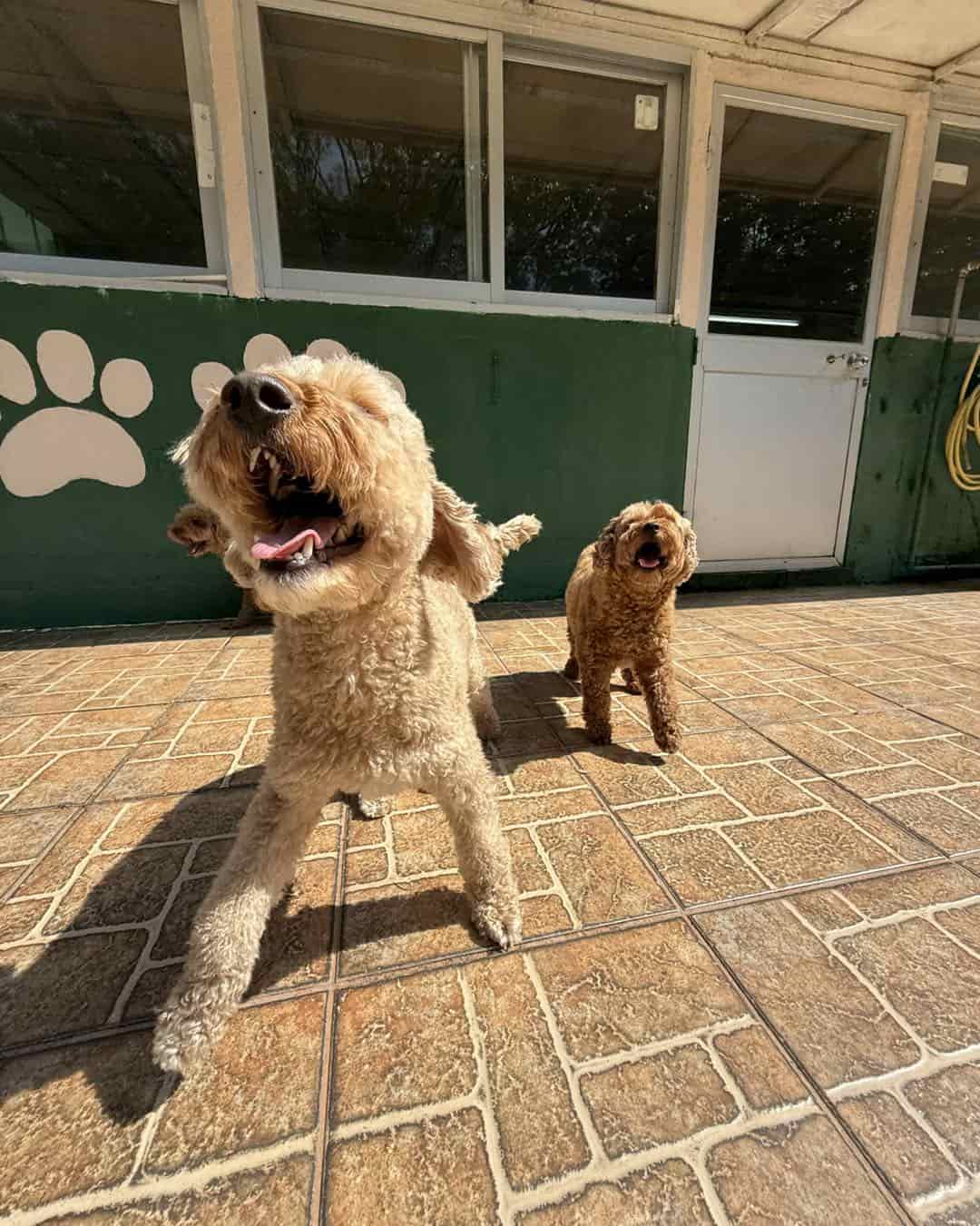 Barney and Milo arriving safely in Hong Kong and taken to boarding after pet relocation from Australia