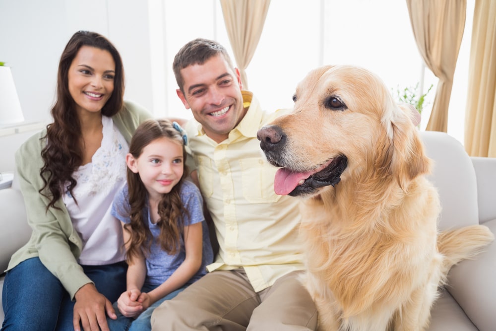 Family of three with their Golden Retriever before relocating from the USA to Spain.