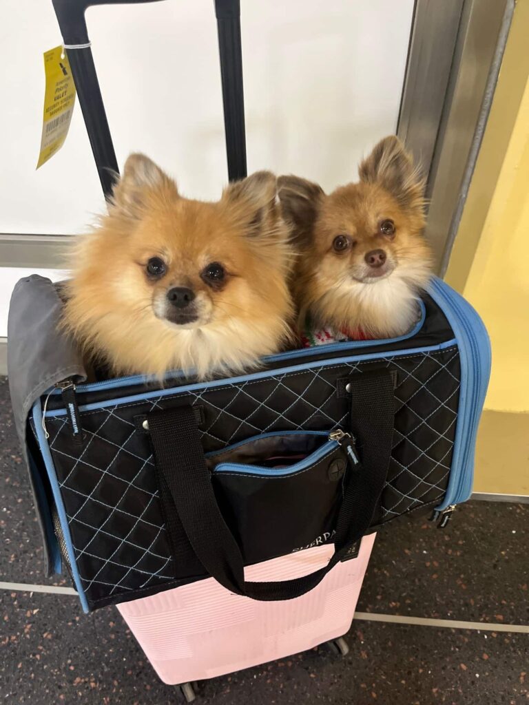 **Alt text:** Two small fluffy dogs sitting together in a soft-sided carrier on top of a suitcase at the airport, ready to fly from the USA to the UK.