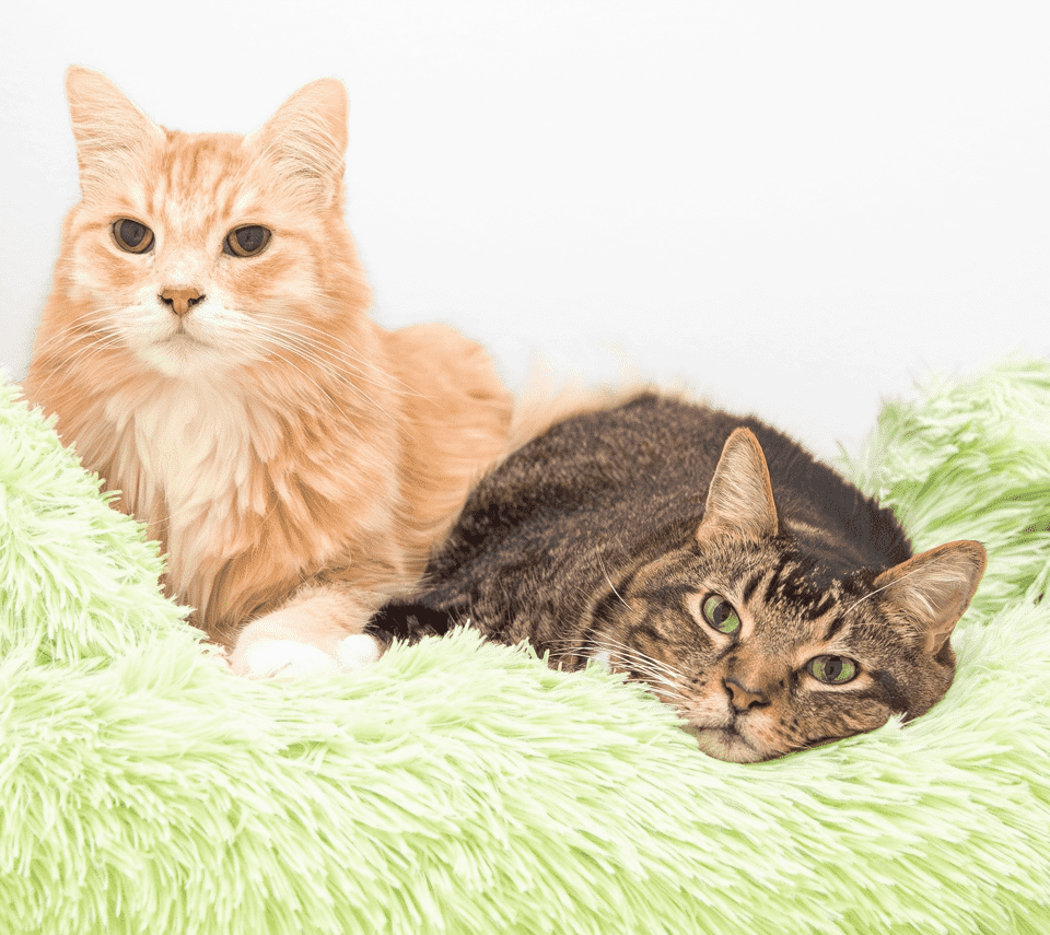 Two relaxed house cats lying on a fluffy green bed, representing comfortable cat relocation from the USA to the UK.