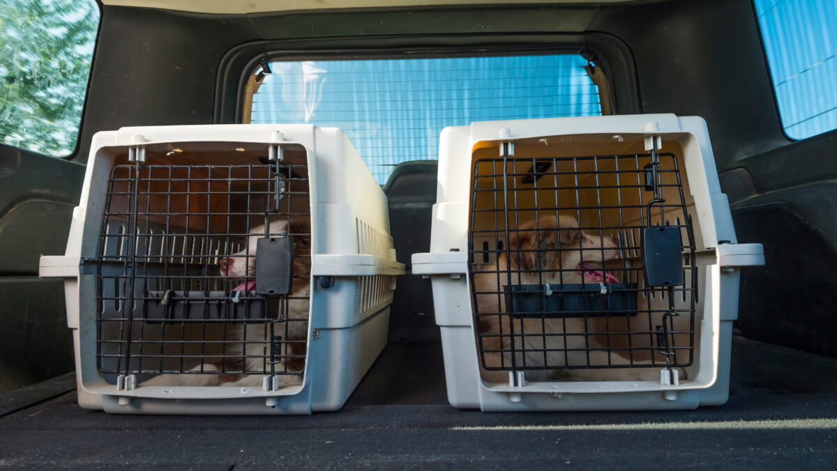 airline-approved pet travel carriers 2025 guide top travel kennels