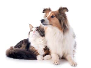 Portrait of a purebred shetland dog and maine coon cat in front of white background