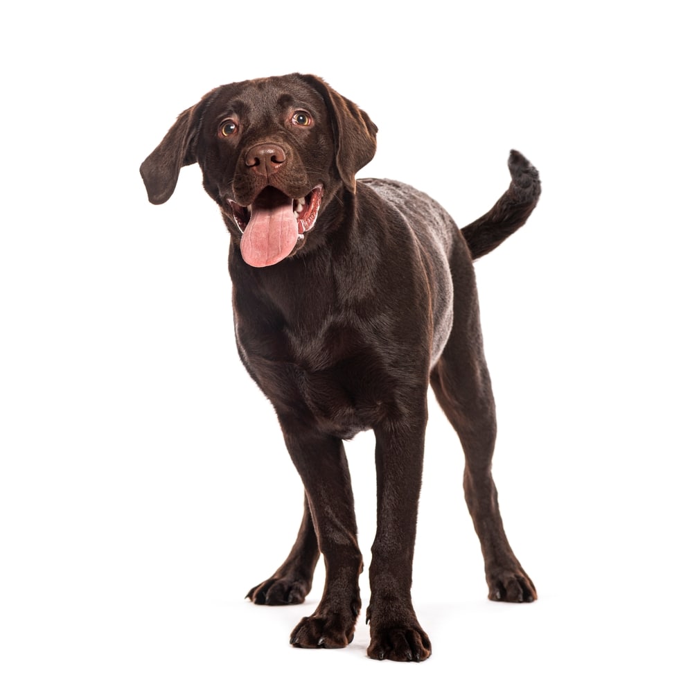 Chocolate labrador retriever standing, looking happy and wagging its tail