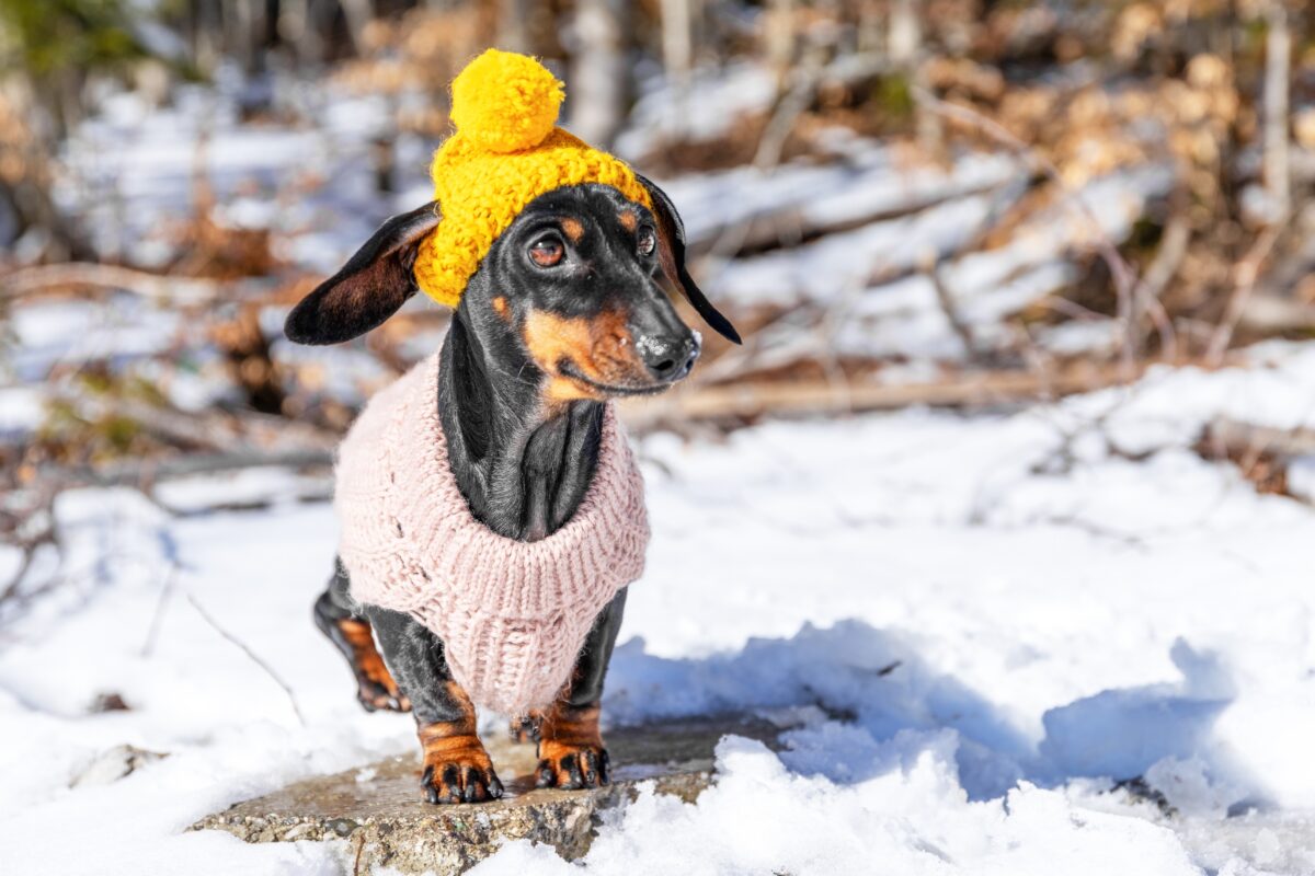 prepare pets for winter, winter pet safety, cold weather pet care, protecting pets in winter, pet winter gear, winter travel, pet relocation
