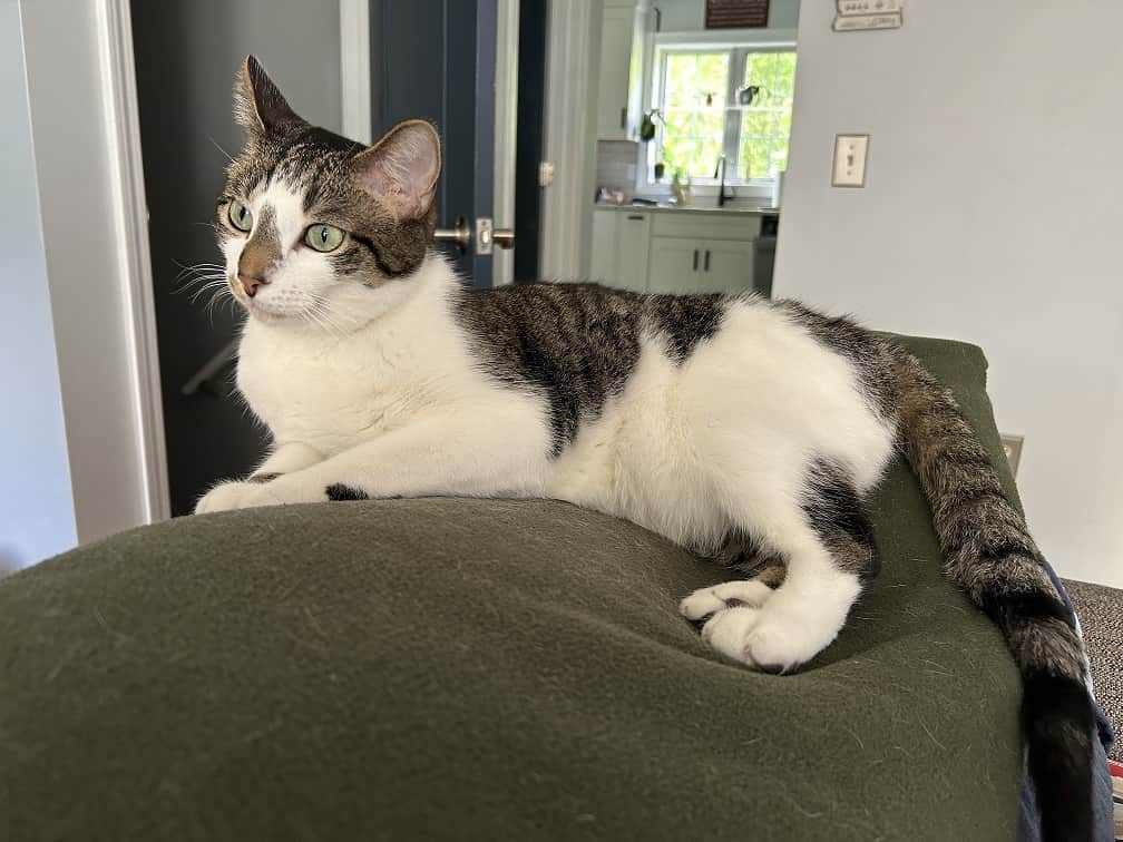 Chili, a tabby-and-white cat lounging on the back of a green sofa in his new home in Italy after relocating from the USA with WorldCare Pet Transport.