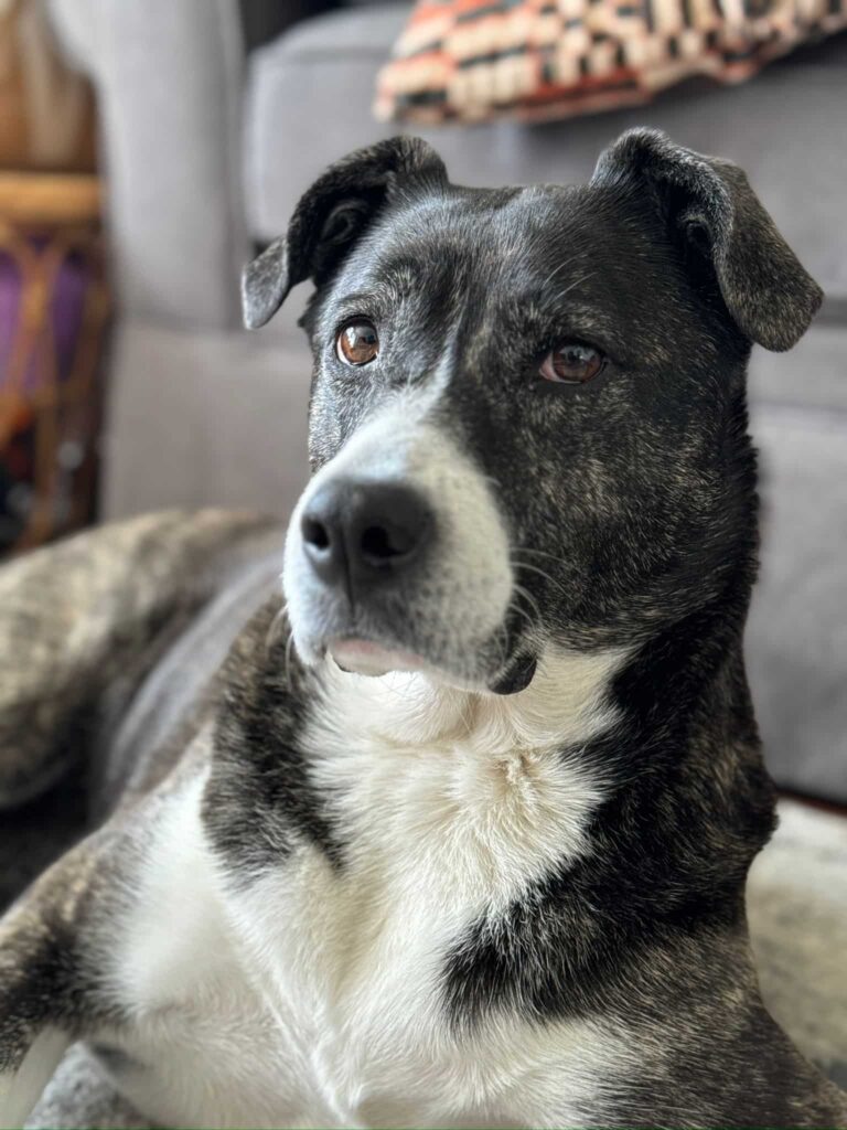 Oreo, a black-and-white border-collie mix, relaxing indoors after his relocation from the USA to Italy with WorldCare Pet Transport.