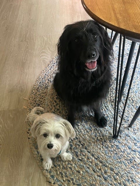 Two small dogs, a fluffy white dog and a larger black dog, sitting together on a woven rug and looking up, representing pets preparing to move to Osaka, Japan.