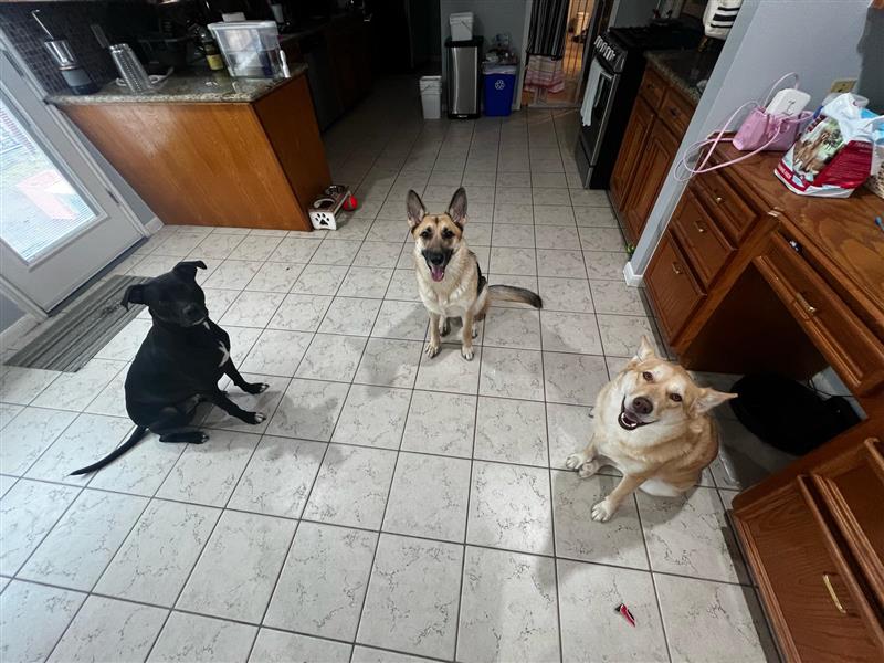 Three dogs sitting on a tiled kitchen floor, with tan shepherd mix Deedee in the middle, posing for a photo before her trip to Japan.