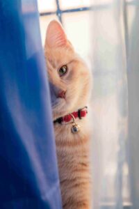 range tabby cat peeking from behind a curtain, representing a cat adjusting to a new home after a move.