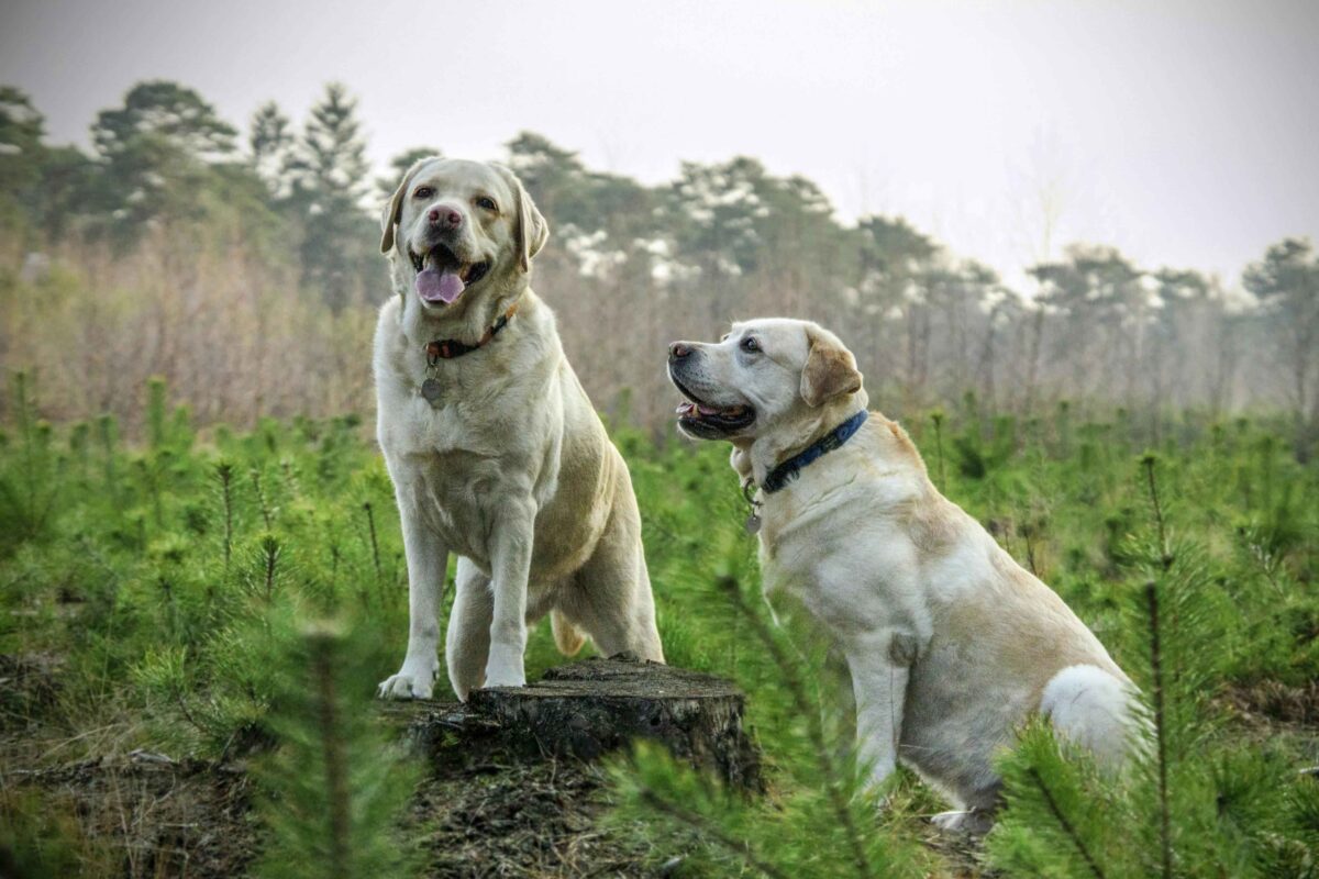 Two yellow Labrador retrievers in a grassy field. One standing on a tree stump with tongue out, the other sitting beside it looking up.