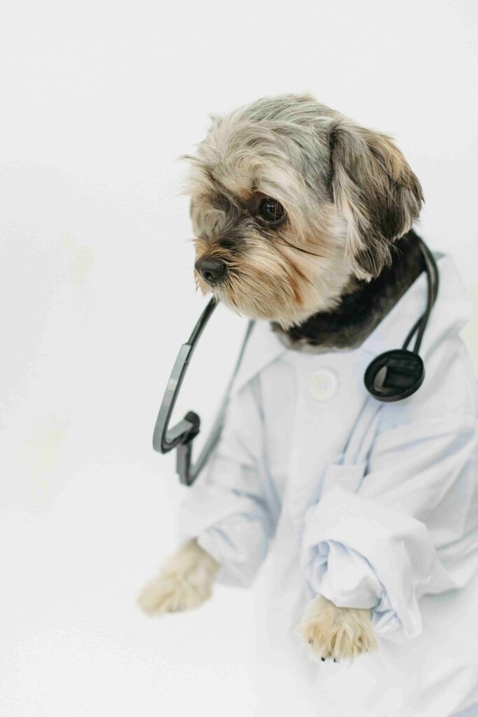 Small dog in light studio wearing medical uniform.
