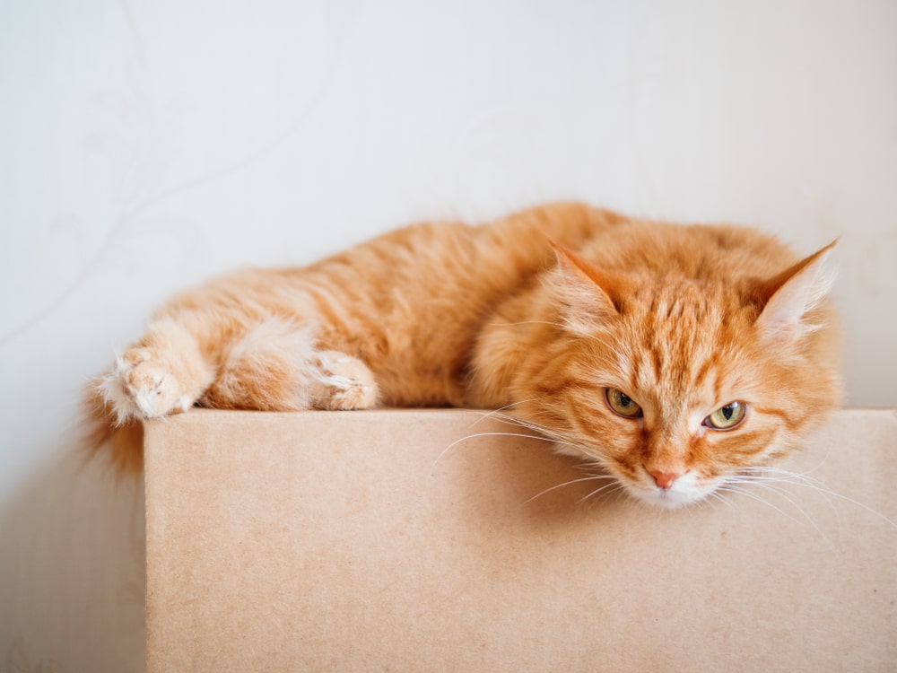 Fluffy orange tabby cat lying on top of a cardboard moving box, looking alert and slightly grumpy.