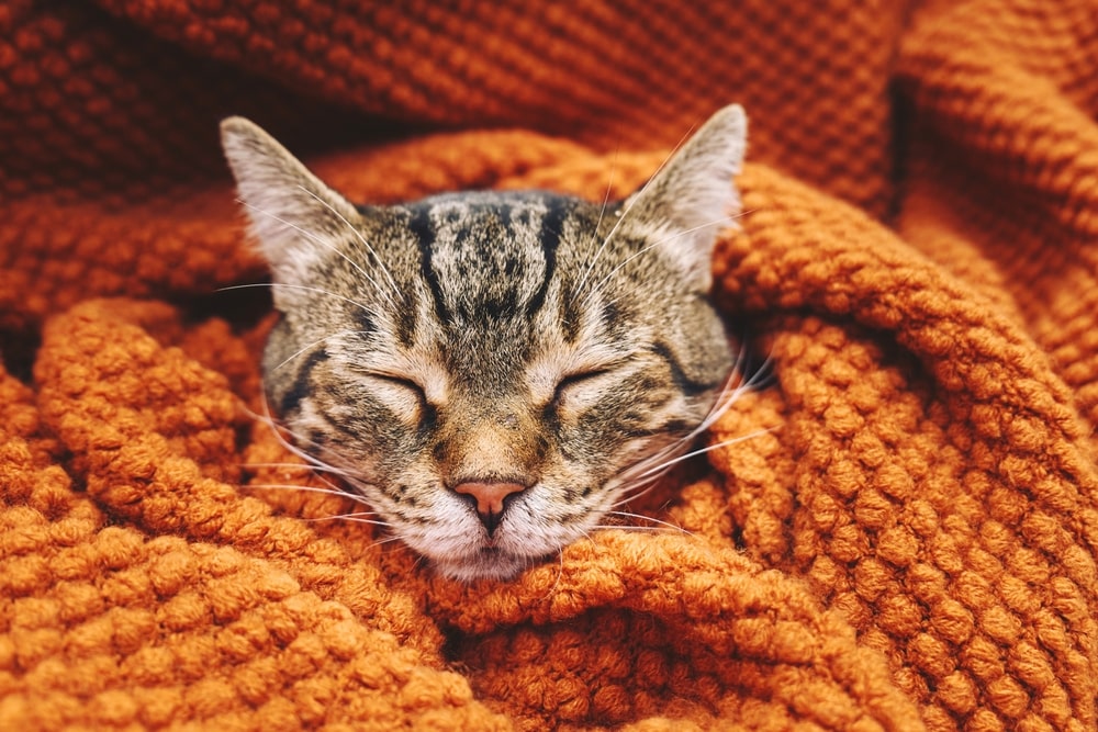 Sleepy tabby cat tucked into a warm orange blanket.