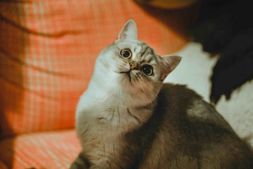 Gray-and-cream cat with wide eyes tilting its head while sitting on an orange couch.