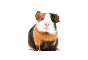 Guinea pig sitting on a white background, representing small pet travel and relocation.