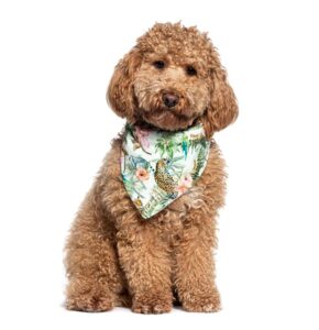 Curly-haired brown dog wearing a tropical bandana, representing pets traveling safely overseas