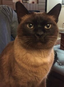Close-up of a brown Siamese-mix cat with a dark face, alert ears, and green eyes sitting indoors.