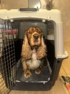Frida, a cocker spaniel, calmly sitting inside an open airline travel crate during relocation prep