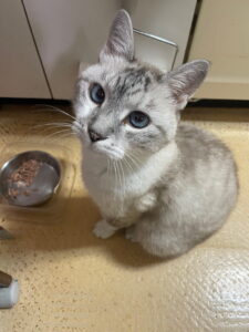 Light gray, blue-eyed cat sitting on a kitchen floor beside a metal bowl with wet food, looking up at the camera.