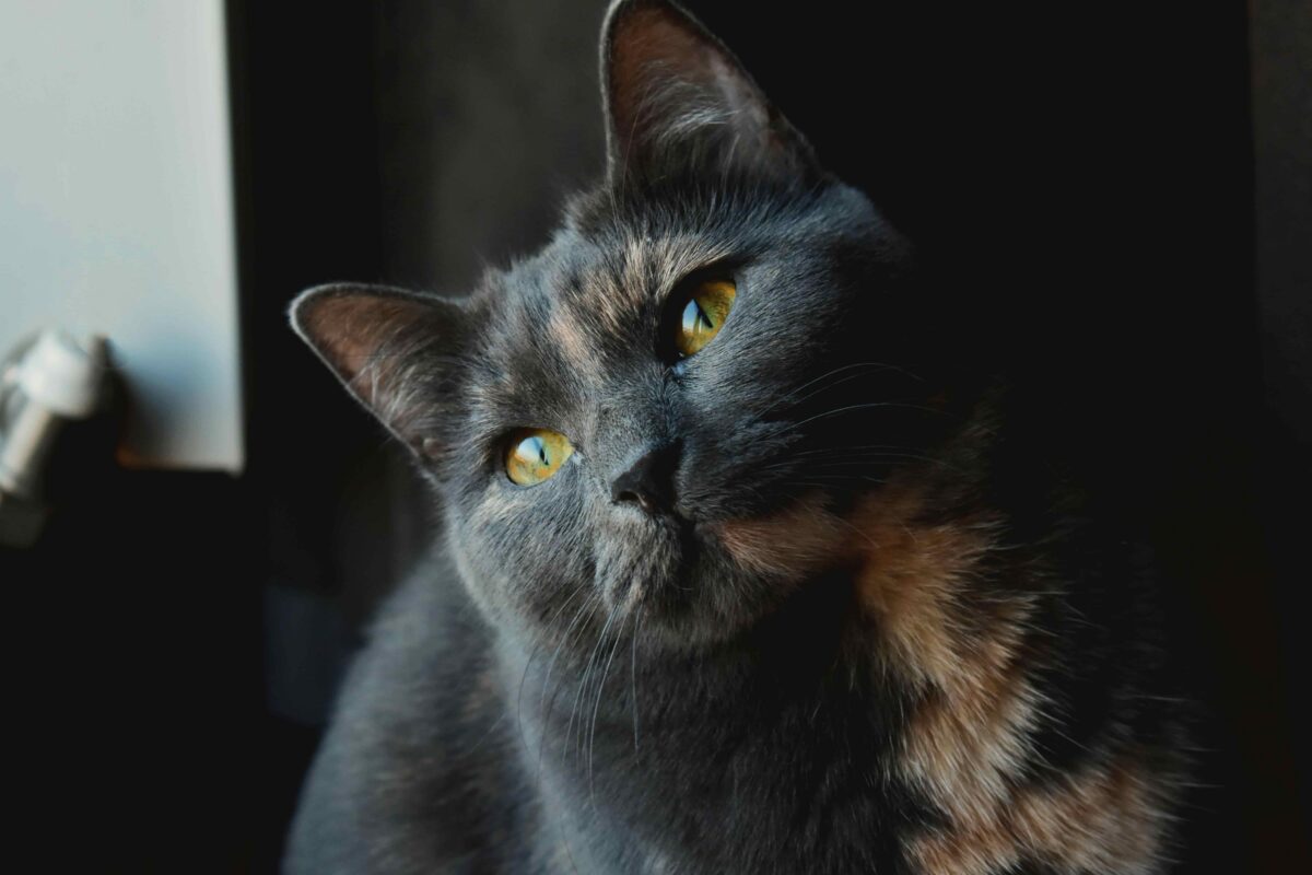 Close-up portrait of a dark gray cat with amber eyes and subtle orange markings, head tilted, in low light.