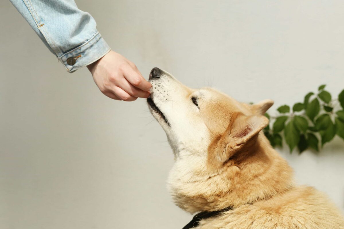 Person in a light denim jacket hand-feeding a tan dog indoors, with green leaves blurred in the background.