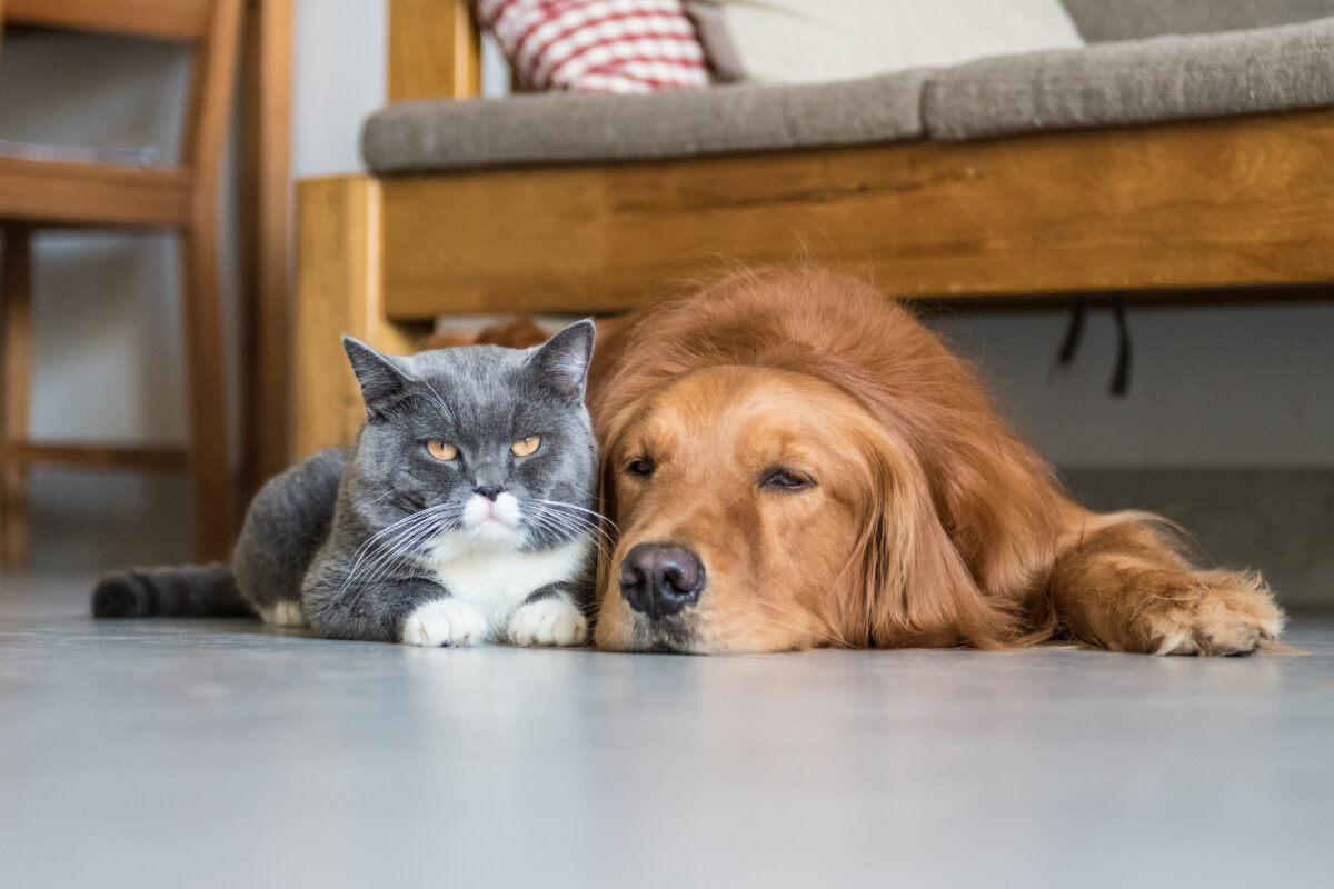 international pet travel restrictions, airspace closures