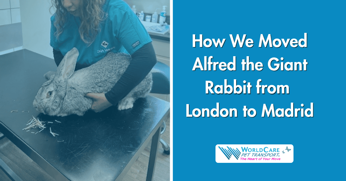 Madrid Rabbit How We Moved Alfred the Giant Rabbit from London to Madrid