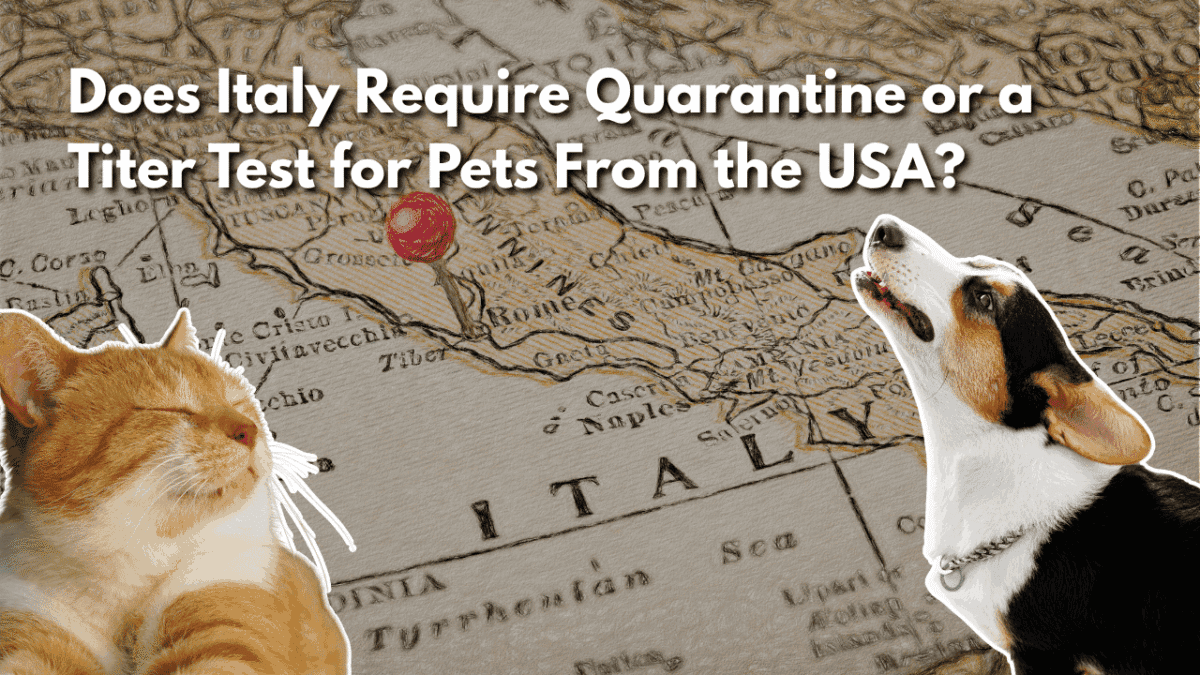 Ginger cat and tricolor corgi on a vintage map of Italy with a red pin near Rome, for a guide to pet travel from the US to Italy.