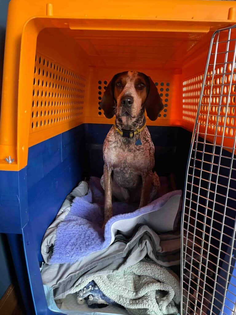 Speckled hound sitting on blankets inside an open orange and navy airline travel crate.