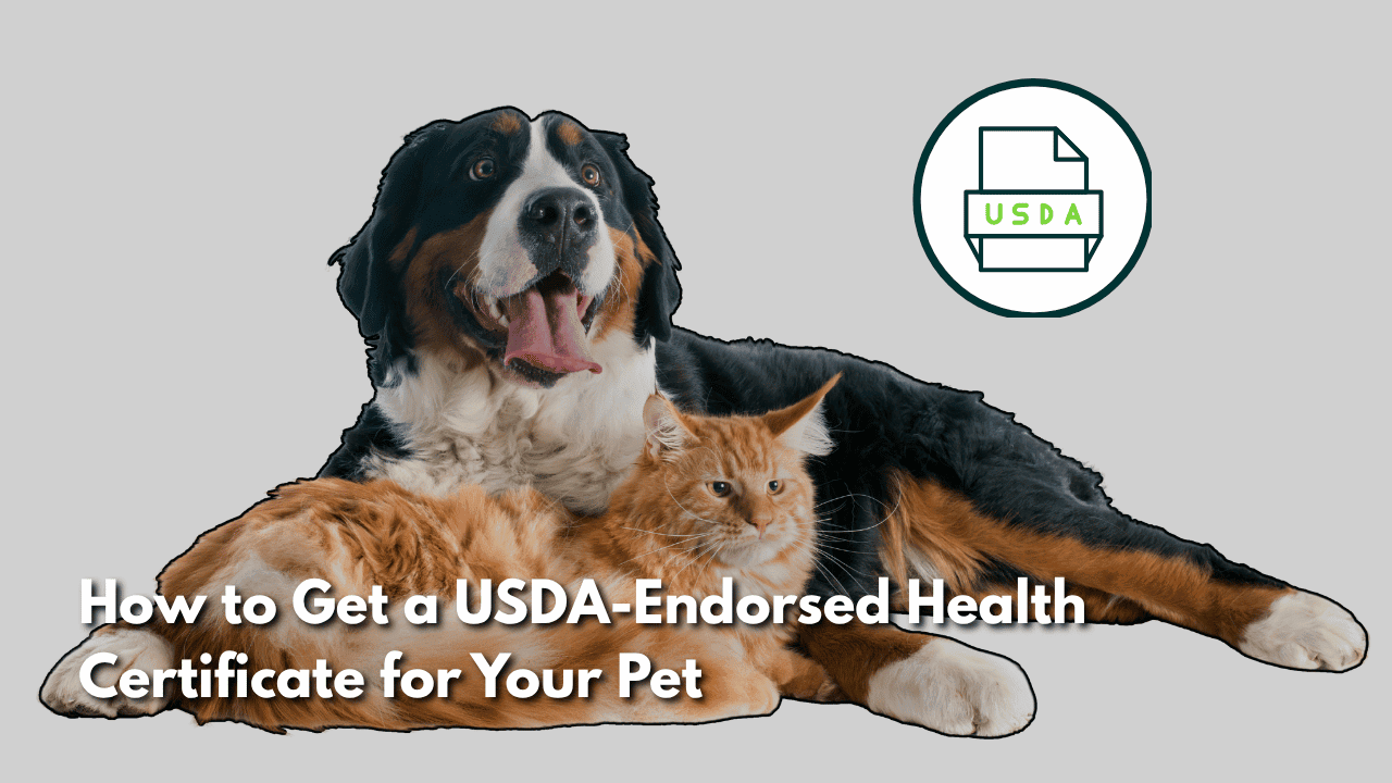 Featured image for “How to Get a USDA-Endorsed Health Certificate for Your Pet”